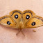 Tau emperor moth