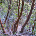 Madrone (Refrigerator Trees)