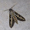 White-lined Sphinx