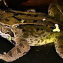 Common Frog