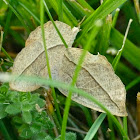 Geometer moth