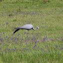 Blue Crane