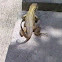 Northern Curly-tailed Lizard