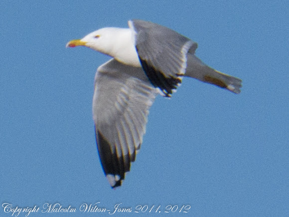 Spotting Image 1