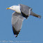 Yellow-legged Gull, Gaviota Patiamarilla