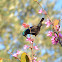 Palestine Sunbird