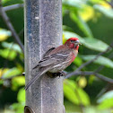 House Finch