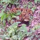 Timber Rattlesnake