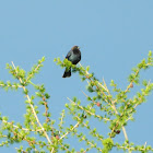 Brown-headed Cowbird