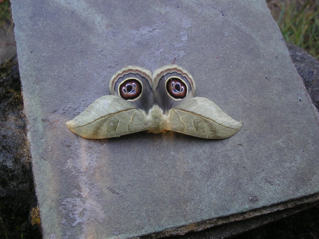 moth buho