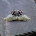 moth buho