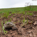 Green Toad