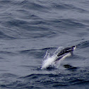 Chinstrap Penguin