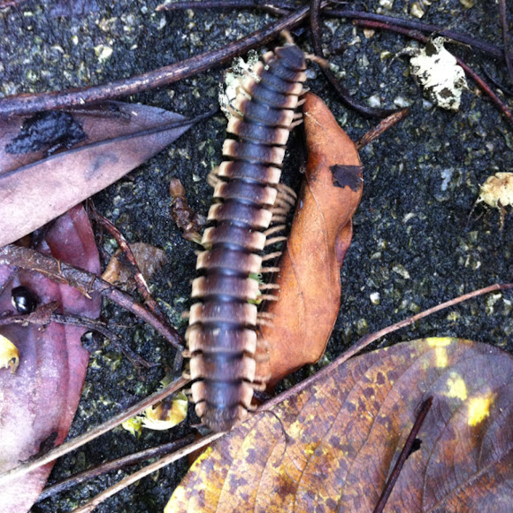 Spotting Image 1