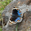 Blue Pansy