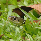 Rhabdopis