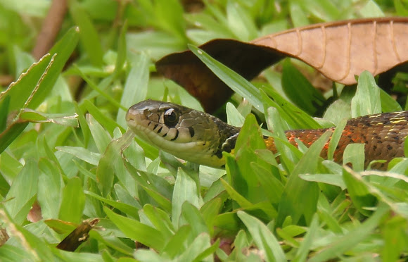 Spotting Image 1