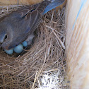 Tree Swallow