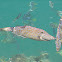 Scrawled Filefish