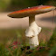 Fly Agaric
