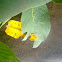 Leaf Bug