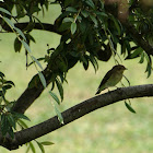 Pied Flycatcher female