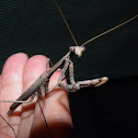 Praying mantis