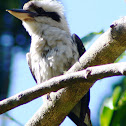Laughing Kookaburra