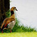 Egyptian Goose