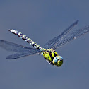 Southern Hawker/Blue Darner