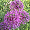Flowering Onion
