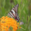Zebra Swallowtail