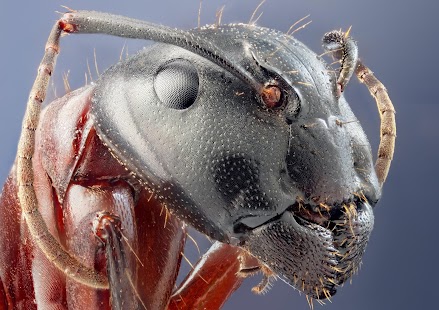 How to download Ants Wallpaper HD 1.0 apk for laptop