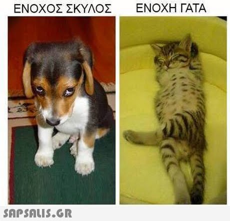 ΕΝΟΧΟΣ ΣΚΥΛΟΣ ΕΝΟΧΗ ΓΑΤΑ 