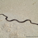 Short Tailed Snake