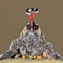 Moth