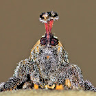 Moth