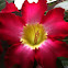 impala lily adenium