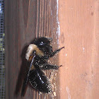 Carpenter bee
