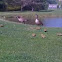 Goose