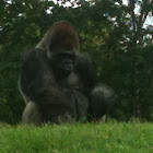 Silverback Ape