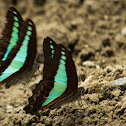 Common Bluebottle