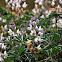 Lupinus angustifolius