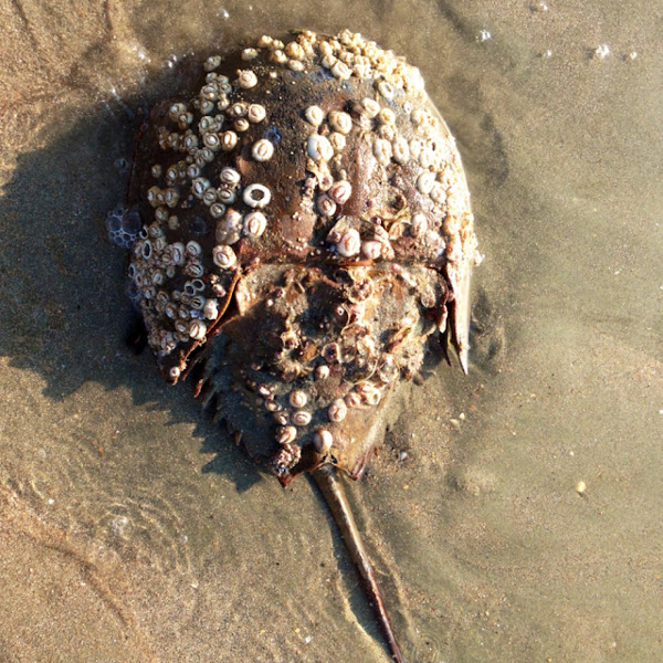 Atlantic Horseshoe Crab covered in barnacles Project Noah