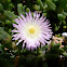 Horokaka (NZ native ice plant)