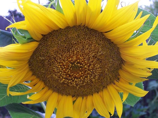 [sunflower[2].jpg]
