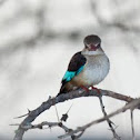 Mangrove Kingfisher