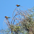 European Bee-eater