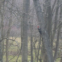 Woodpecker