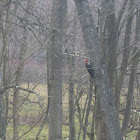 Woodpecker